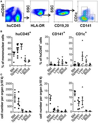 Human CD141+ Dendritic Cell and CD1c+ Dendritic Cell Undergo Concordant Early Genetic Programming after Activation in Humanized Mice In Vivo